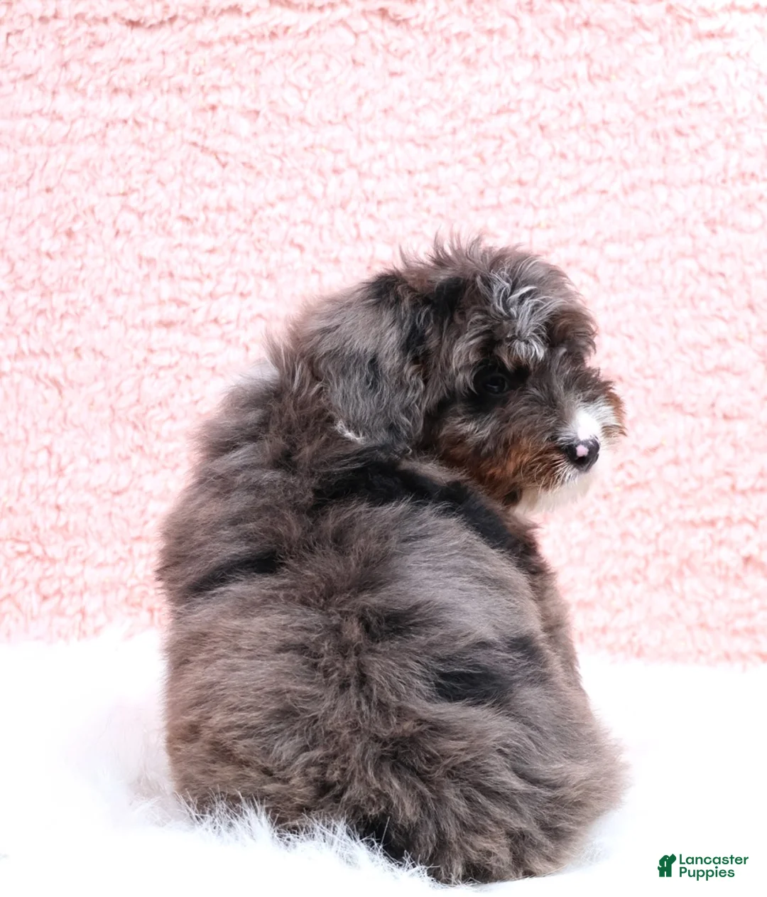 Mini Bernedoodle dogs for sale: Eliot - Ad 4