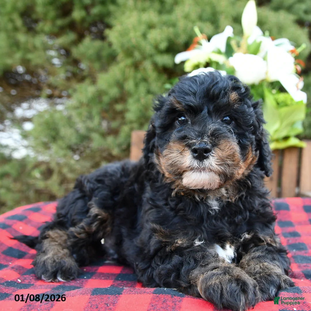 Mini Bernedoodle dogs for sale: Sarge - Ad 9