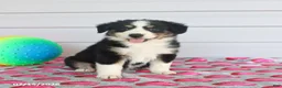 Miniature Australian Shepherd dogs for sale: Axel - Ad 3