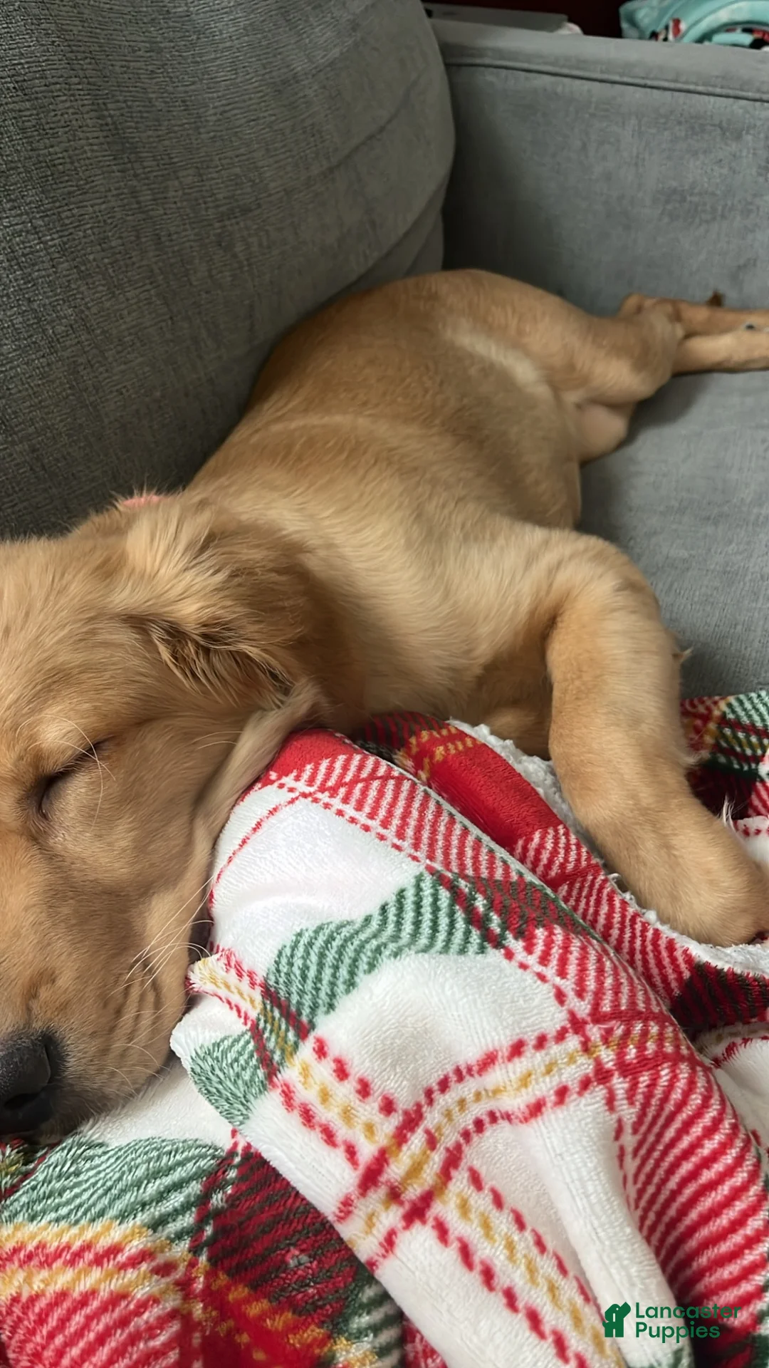 Golden Retriever dogs for sale: Golden Retriever 1 - Ad 2