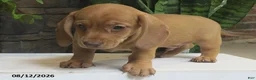 Miniature Dachshund dogs for sale: Jasper - Ad 4