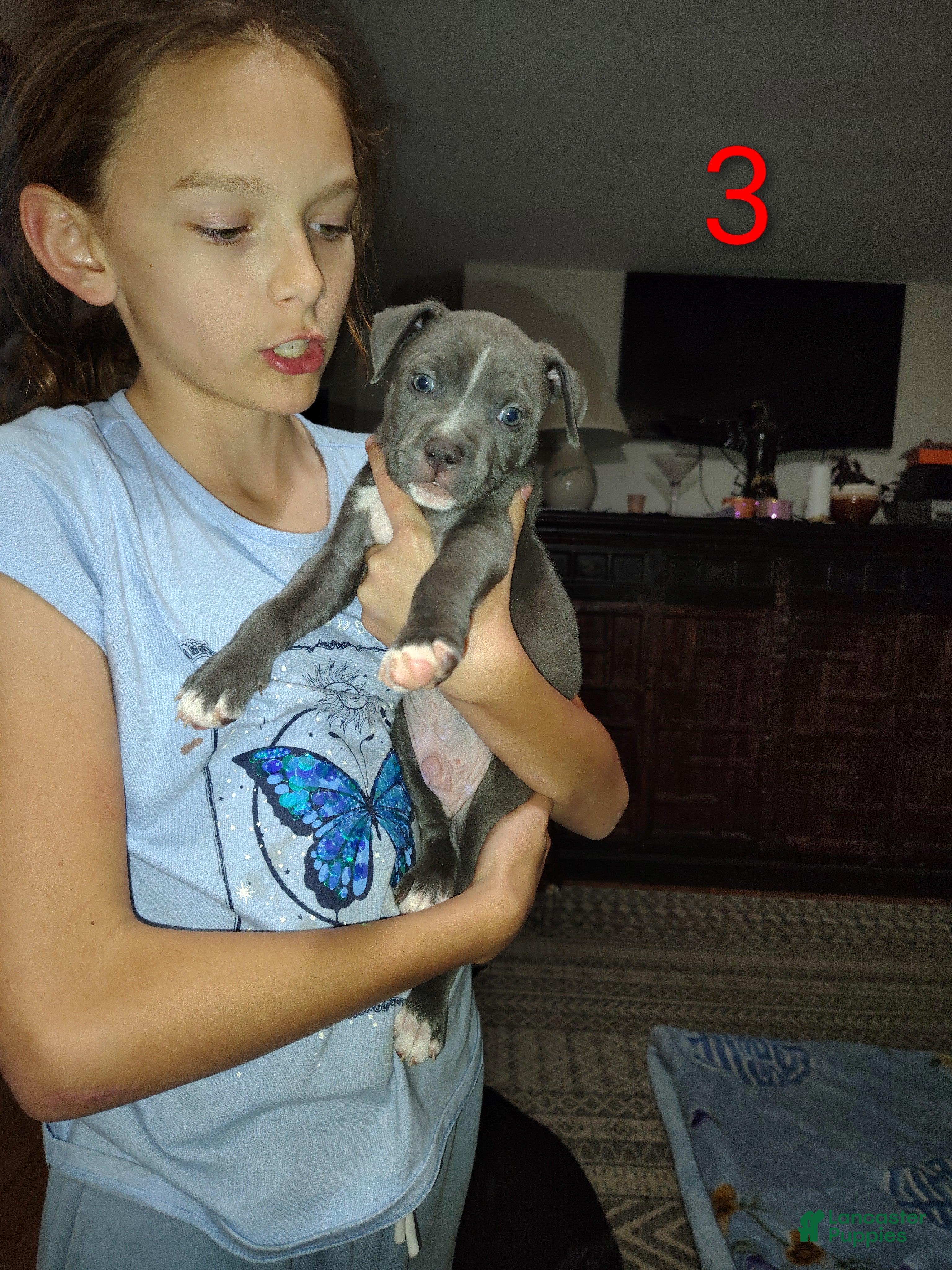 American Pit Bull Terrier dogs Puppy #3 - Ad 3