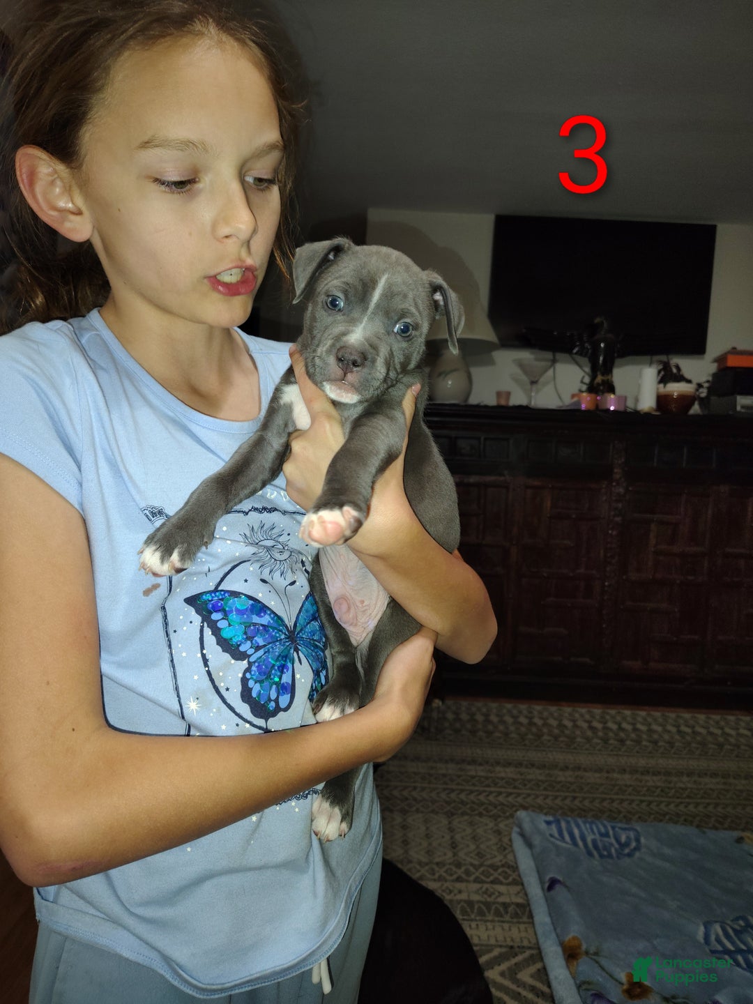 American Pit Bull Terrier dogs for sale: Puppy #3 - Ad 1