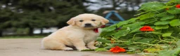 Golden Retriever dogs for sale: Benjie - Ad 6