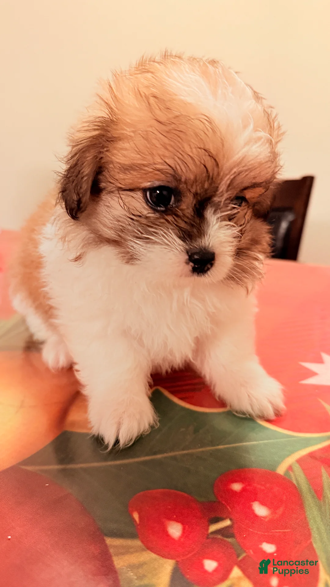 Mixed Breed dogs for sale: Blessing - Ad 2