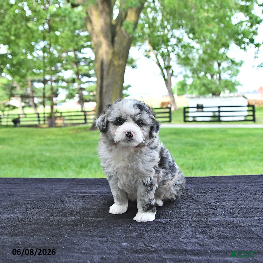 Mini Aussiedoodle dogs Travis - Ad 2
