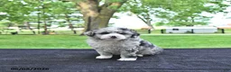 Mini Aussiedoodle dogs for sale: Travis - Ad 2