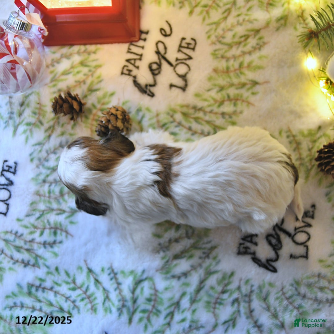 Havapoo dogs for sale: Enzo - Ad 5