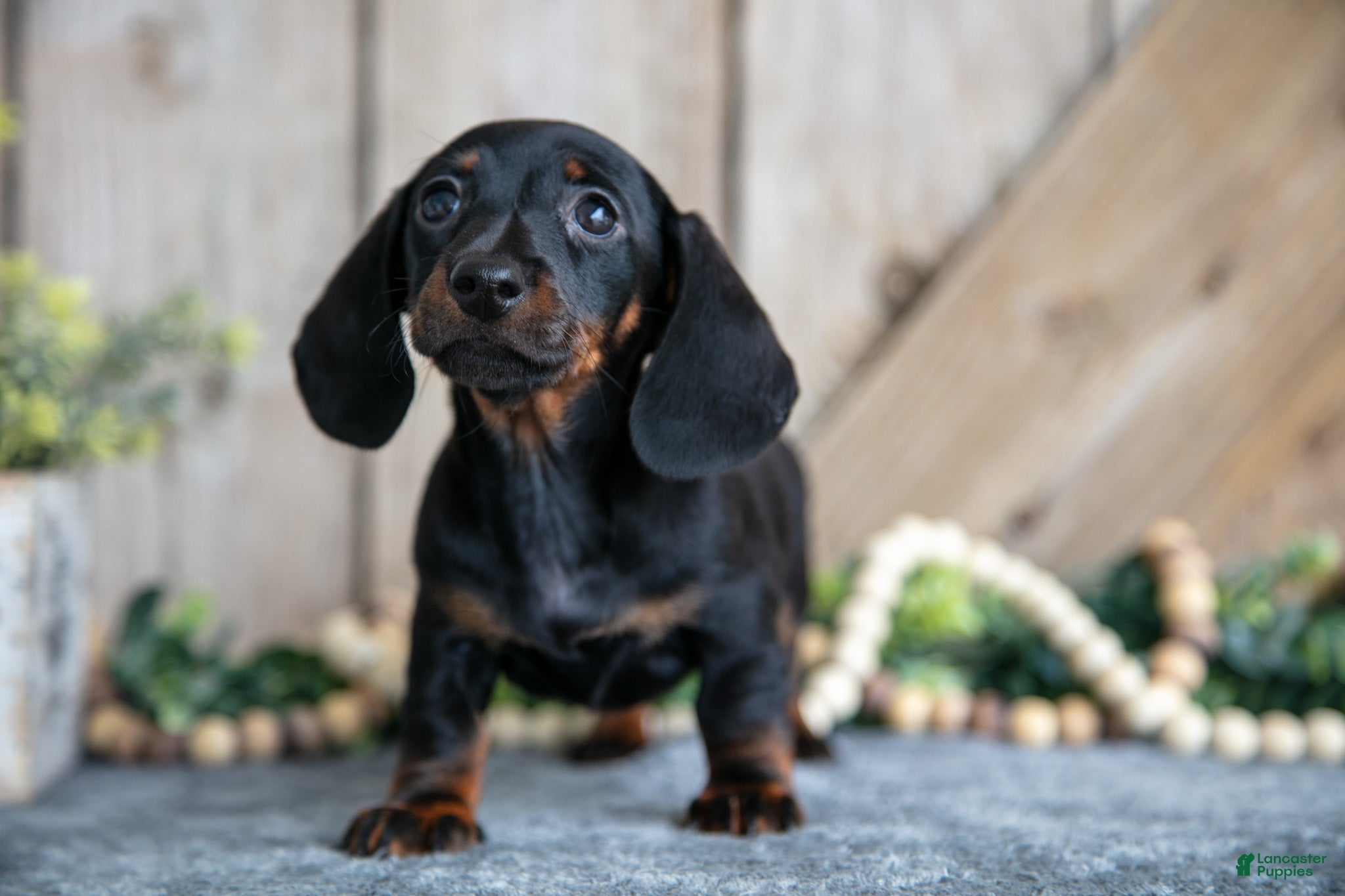 Miniature Dachshund dogs Ivy - Ad 7