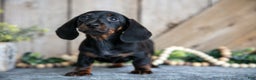 Miniature Dachshund dogs for sale: Ivy - Ad 1
