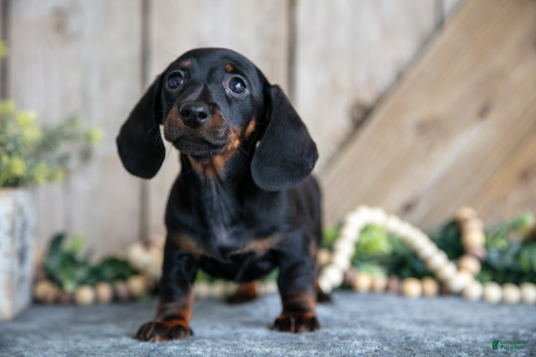Miniature Dachshund dogs for sale: Ivy - Ad 1