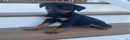 Rottweiler dogs for sale: Daffodil- miniature - Ad 3