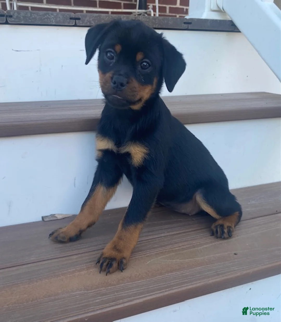Rottweiler dogs for sale: Daffodil- miniature - Ad 3