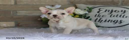 Frenchton dogs for sale: Leo - Ad 3