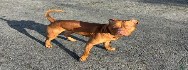 Tank