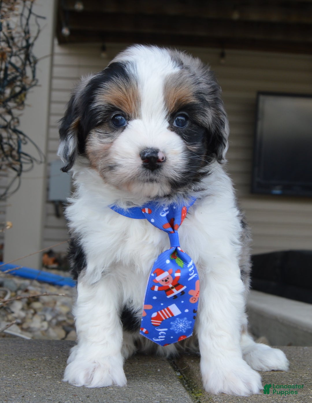 Mini Aussiedoodle dogs for sale: Toy Ace - Ad 3