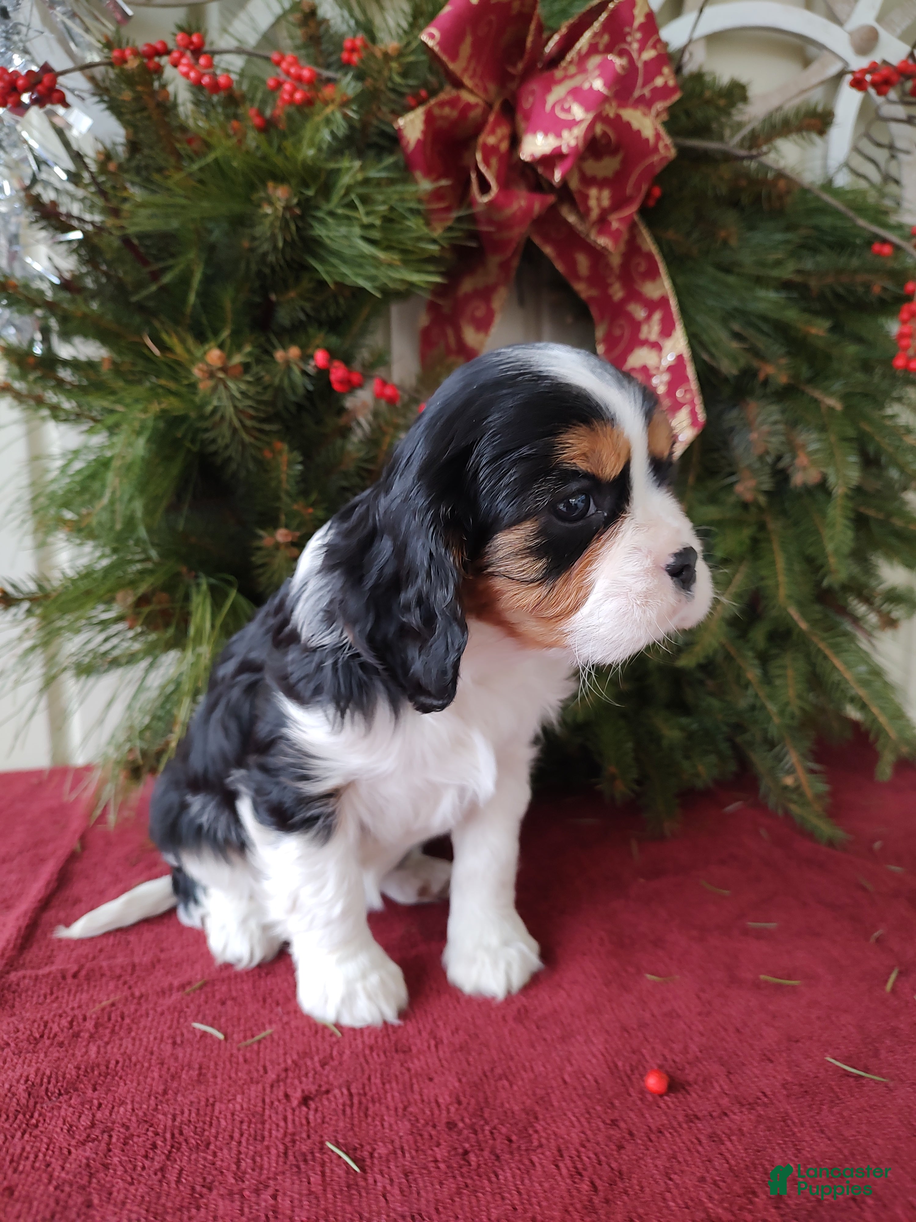 Cavalier King Charles Spaniel dogs Zoey - Ad 39