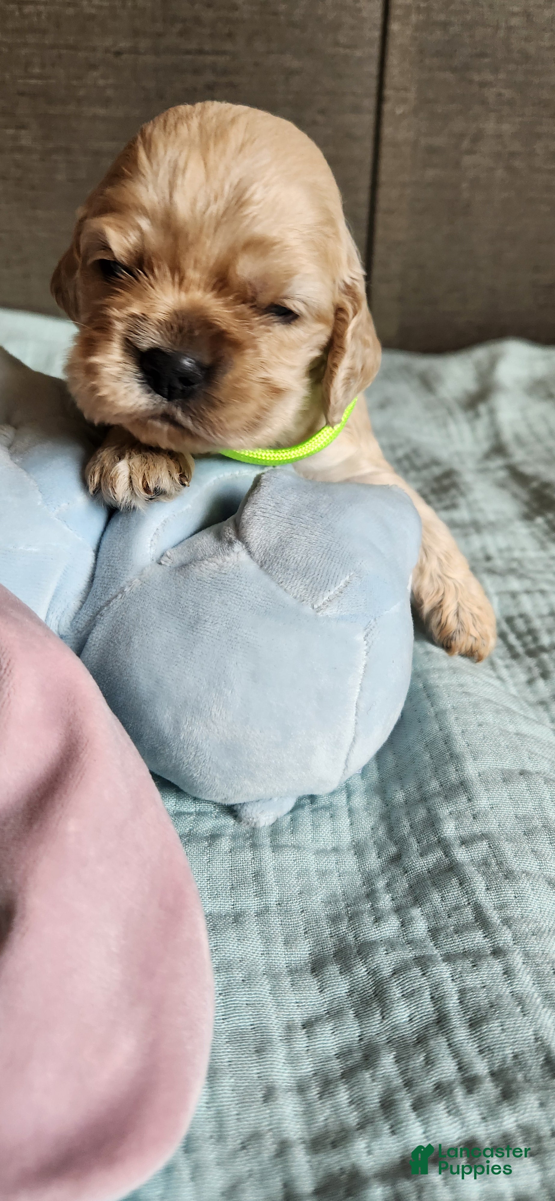 Cocker Spaniel dogs Cocker Spaniel 7 - Ad 1