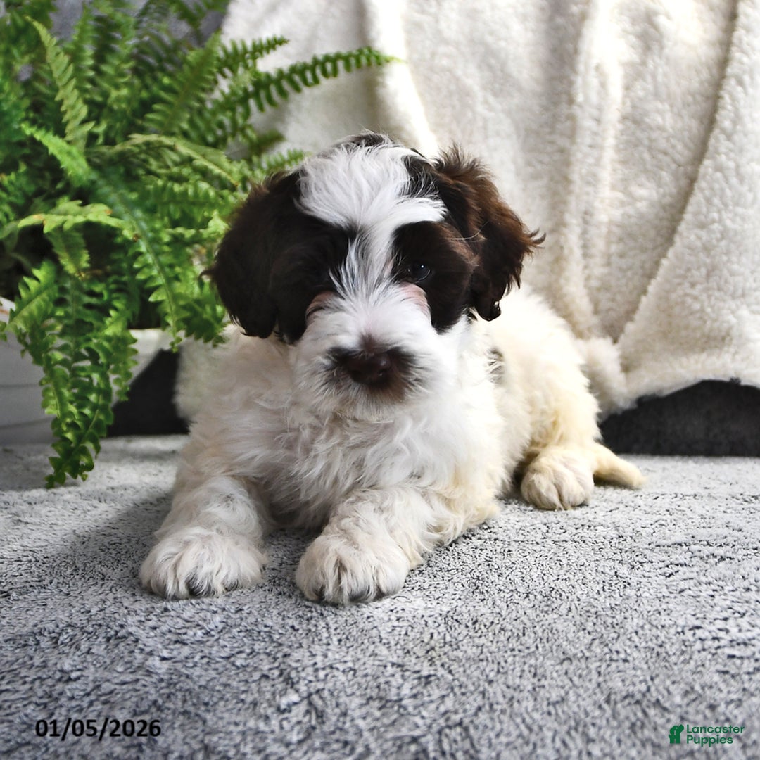 Portuguese Water Dog dogs for sale: Dazzle  - Ad 8