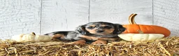 Miniature Dachshund dogs for sale: Carter - Ad 4
