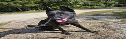 Dutch Shepherd dogs for sale: Mia - Ad 3