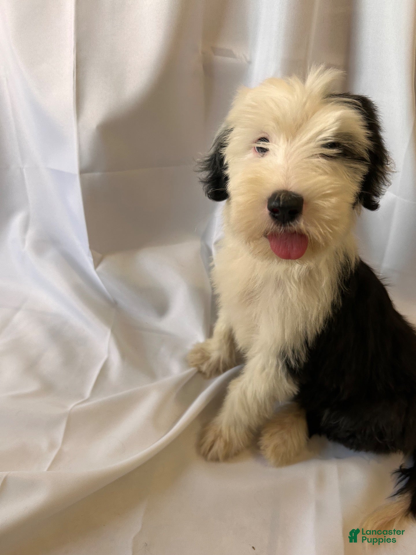 Old English Sheepdog dogs Old English Sheepdog 7 - Ad 4
