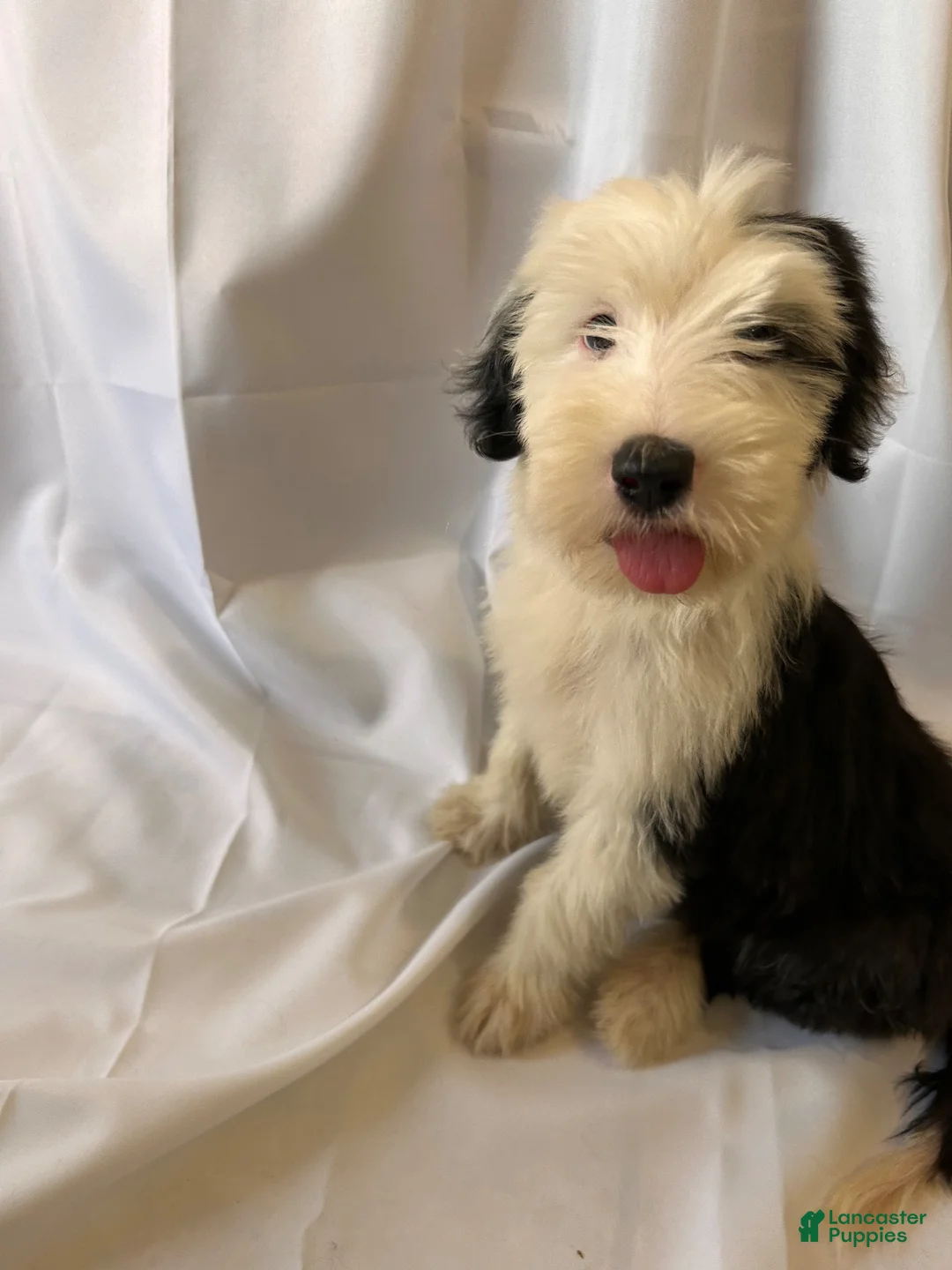 Old English Sheepdog dogs for sale: Old English Sheepdog 7 - Ad 1