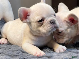 French Bulldog dogs - Ad 20