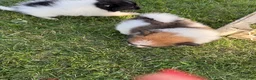 Pomeranian dogs for sale: Beethoven  - Ad 4