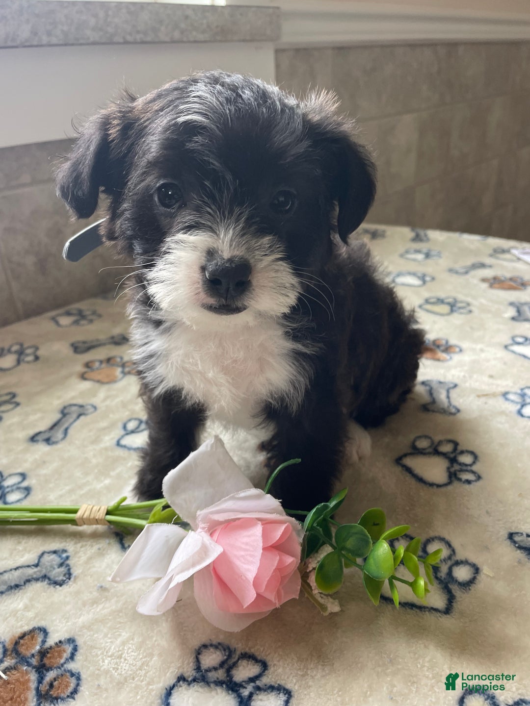 Mixed Breed dogs for sale: Daisy - Ad 3