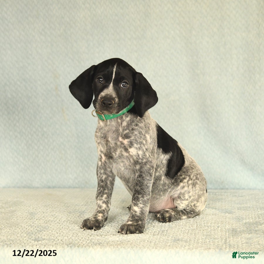 German Shorthaired Pointer dogs Twila - Ad 3