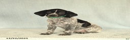 German Shorthaired Pointer dogs for sale: Twila - Ad 1
