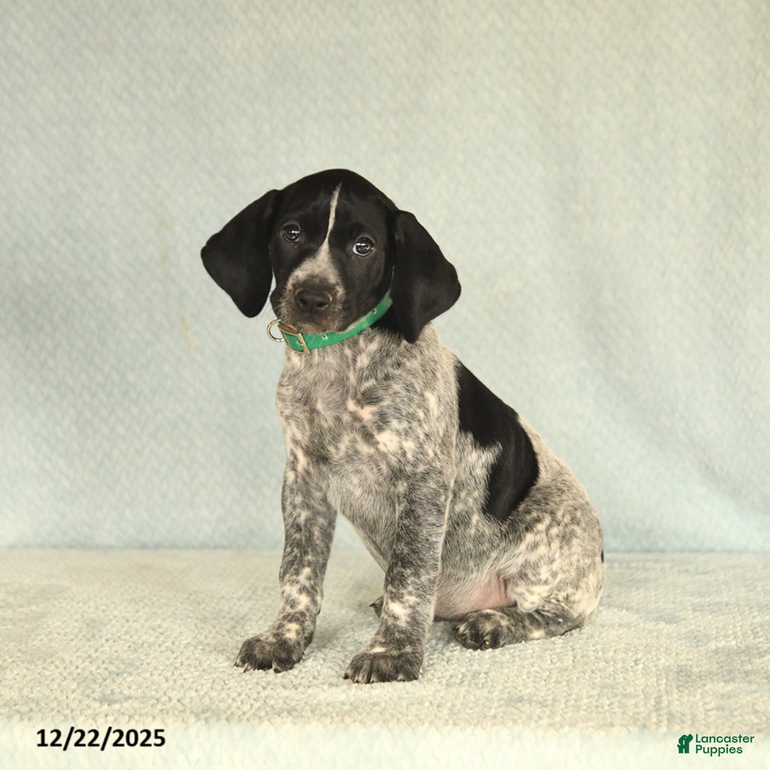 German Shorthaired Pointer dogs for sale: Twila - Ad 1