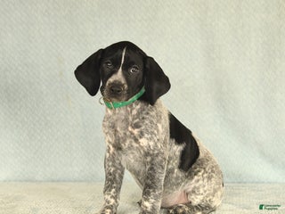 German Shorthaired Pointer dogs Twila - Ad 3