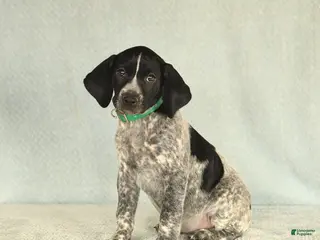 German Shorthaired Pointer dogs Twila - Ad 12