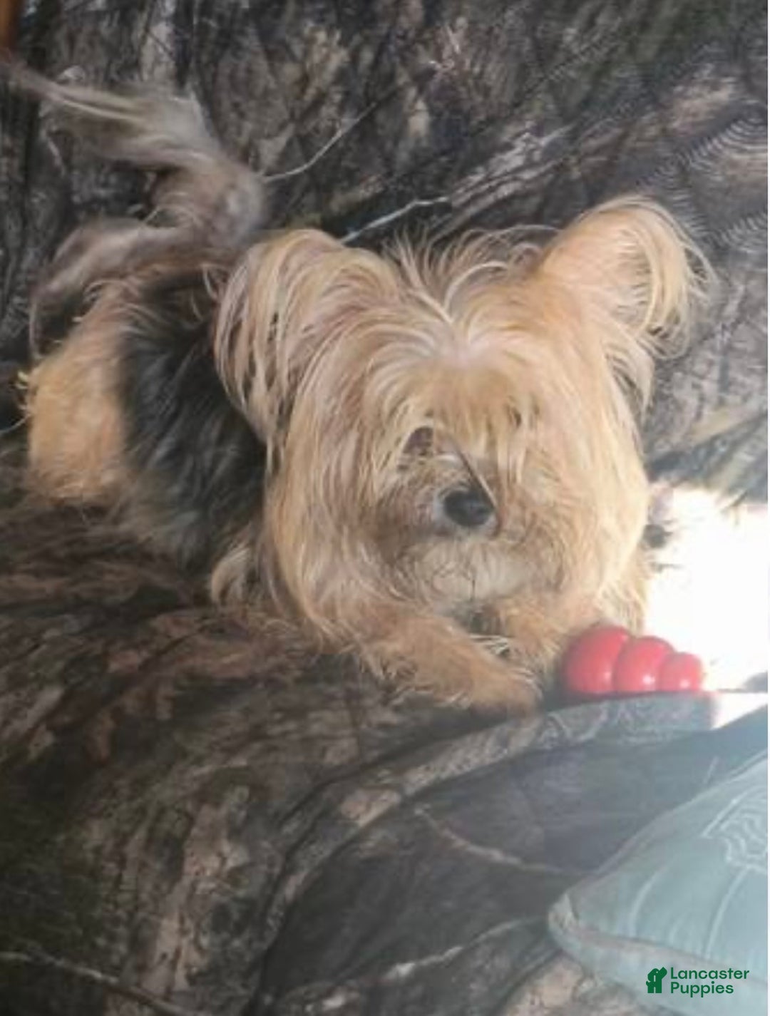 Morkie dogs for sale: TEACUP Oliver - Ad 12