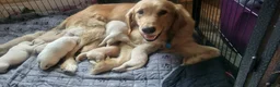 Golden Retriever dogs for sale: Golden Retriever 5 - Ad 3
