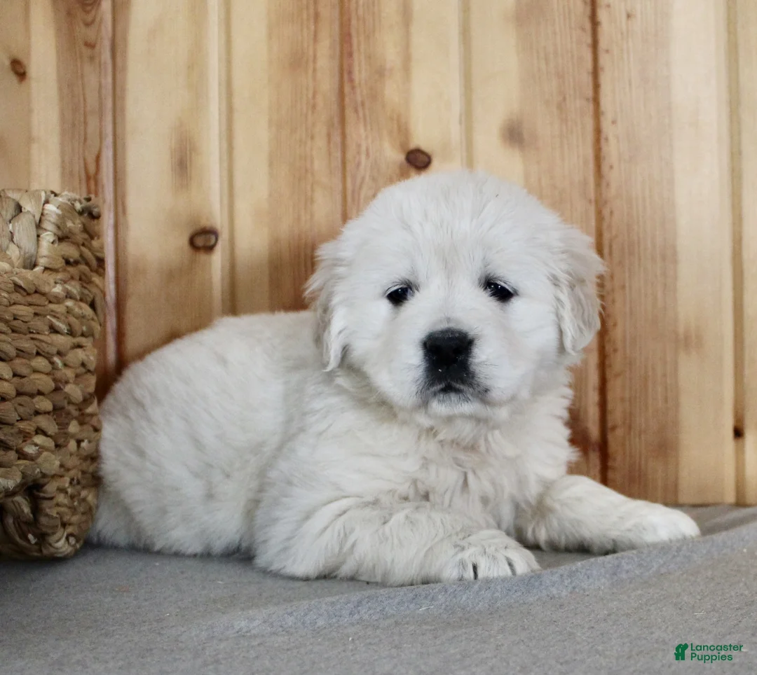 Golden Retriever dogs for sale: Cookie - Ad 6