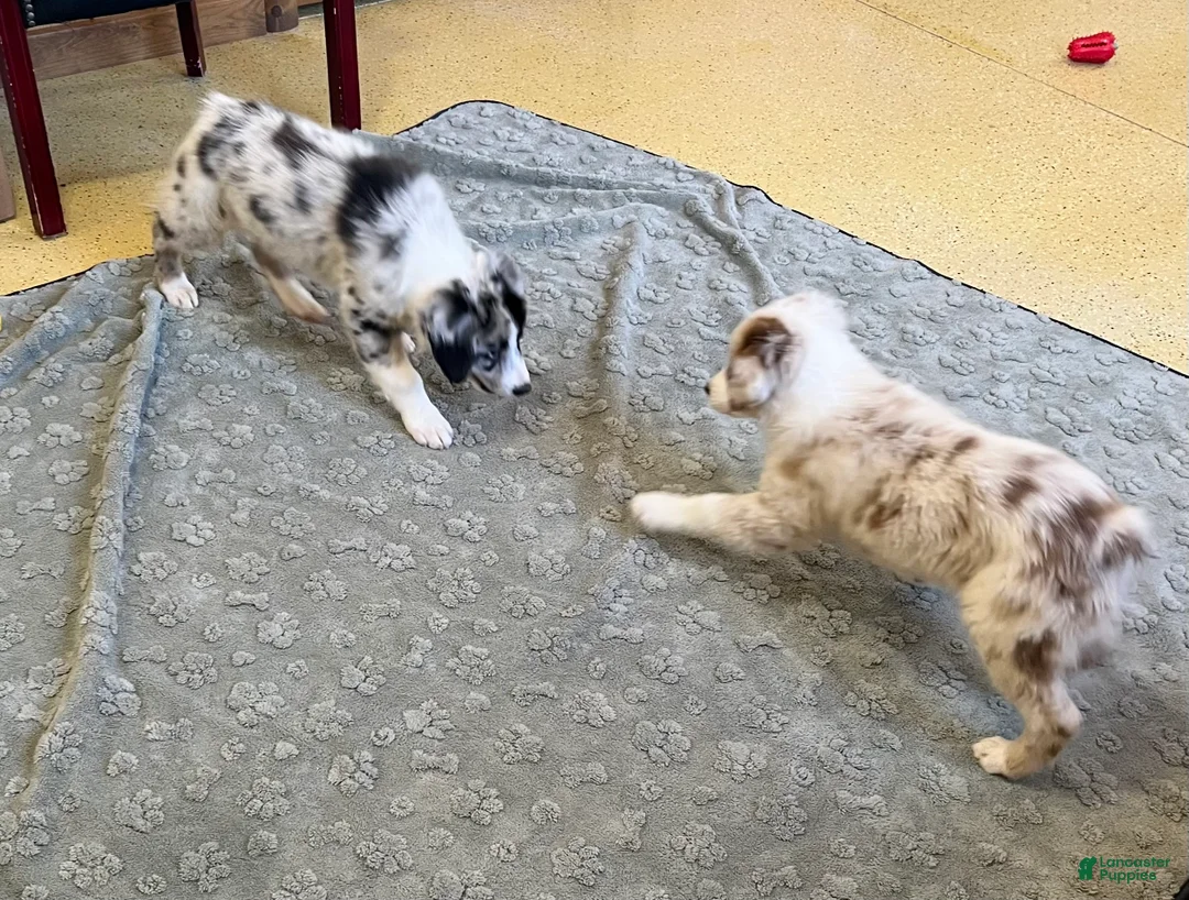 Australian Shepherd dogs for sale: Turbo  - Ad 2