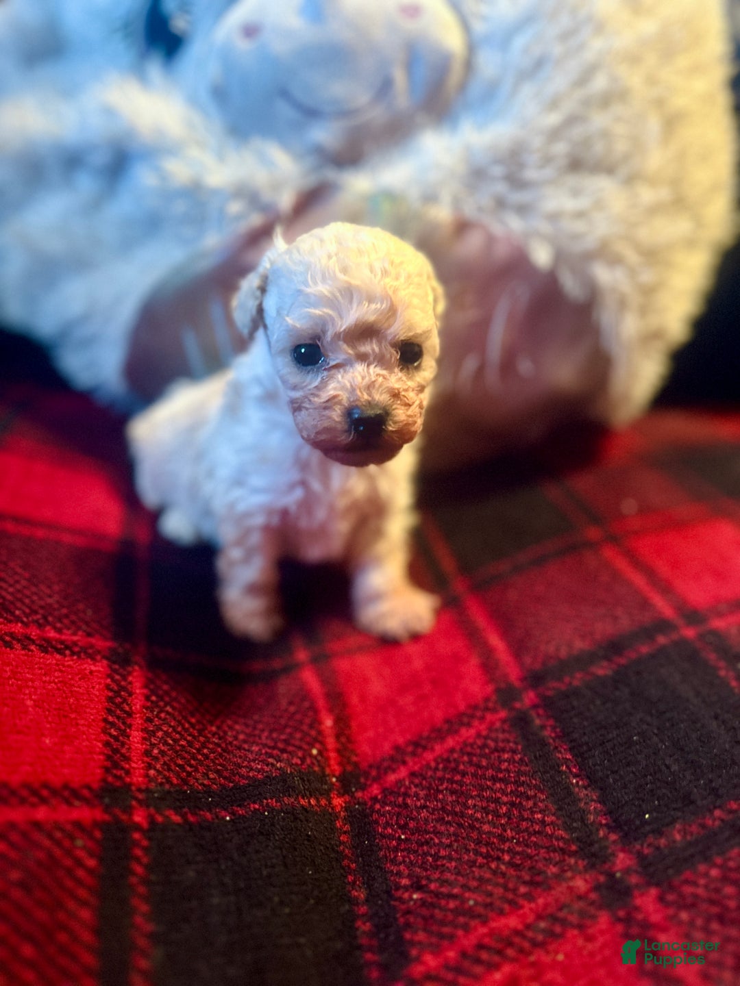 Toy Poodle dogs for sale: Toy Poodle Puppy 2 - Ad 4