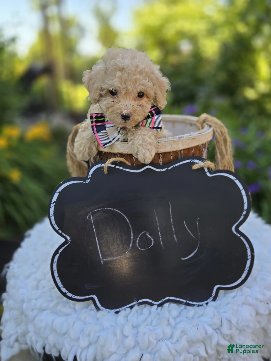 Miniature Poodle dogs for sale: Dolly - Ad 4