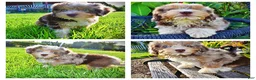 Havapoo dogs for sale: Elektra - Ad 1