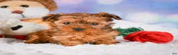 Yorkshire Terrier dogs for sale: Sarah - Ad 5