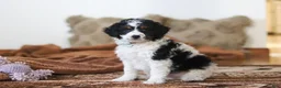Mini Bernedoodle dogs for sale: Jasper - Ad 2
