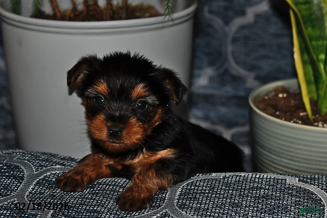 Yorkshire Terrier dogs for sale: Georgia - Ad 2