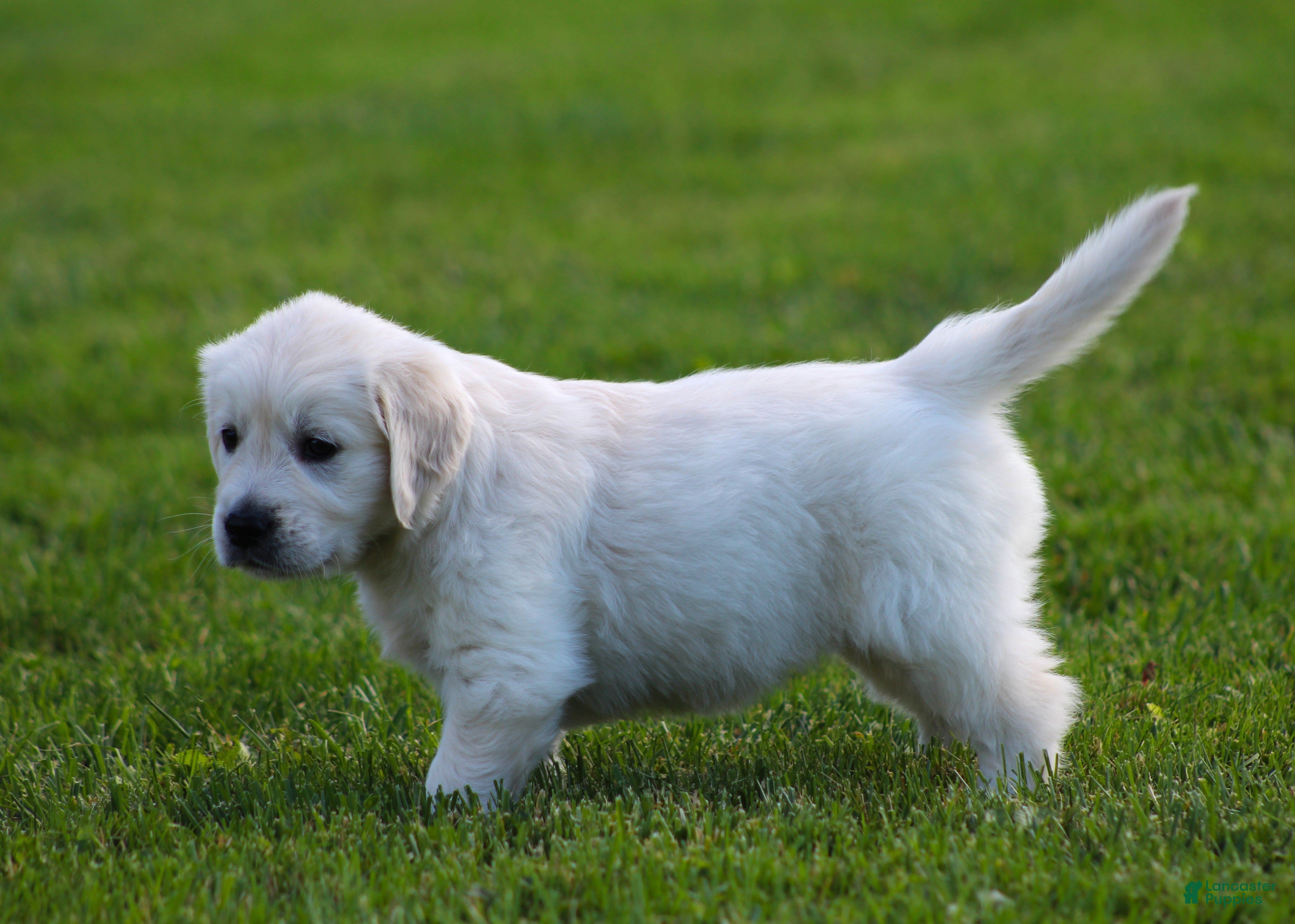Golden Retriever dogs Daisy - Ad 2