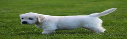 Golden Retriever dogs for sale: Daisy - Ad 2