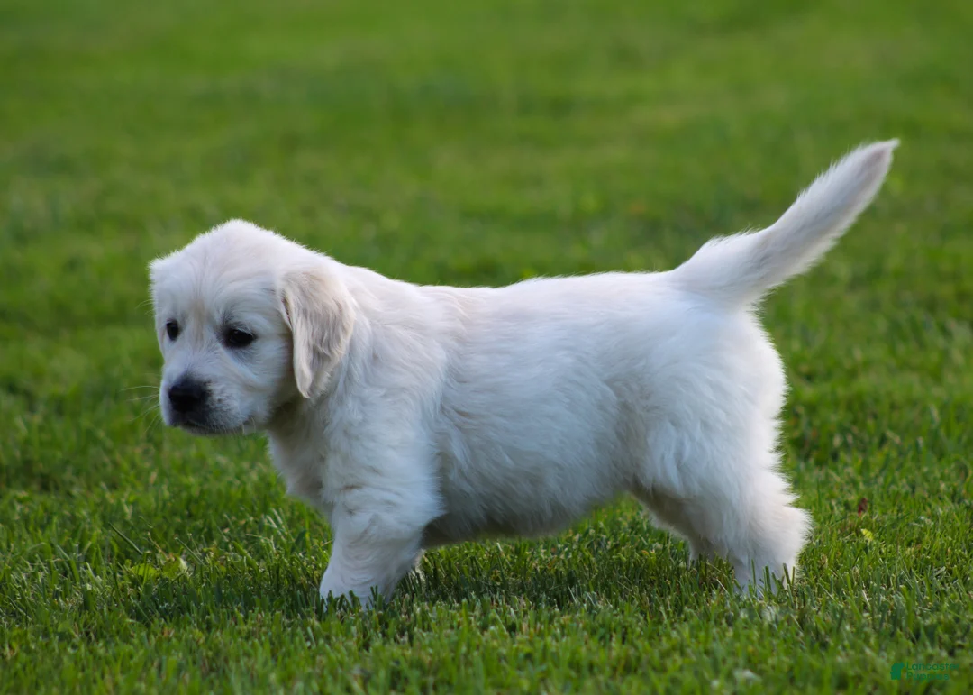 Golden Retriever dogs for sale: Daisy - Ad 2