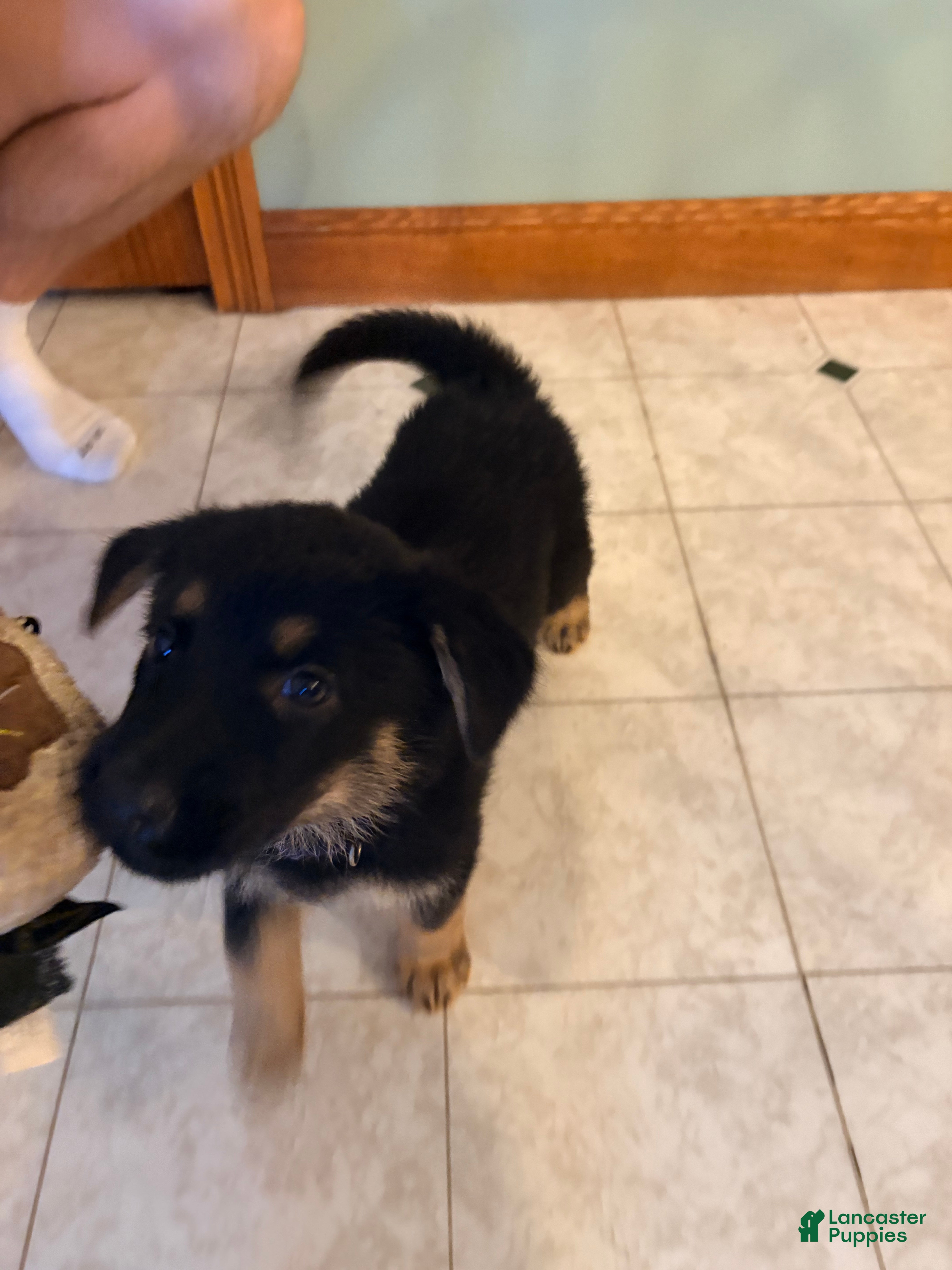 German Shepherd dogs German Shepherd Puppy 5 - Ad 2