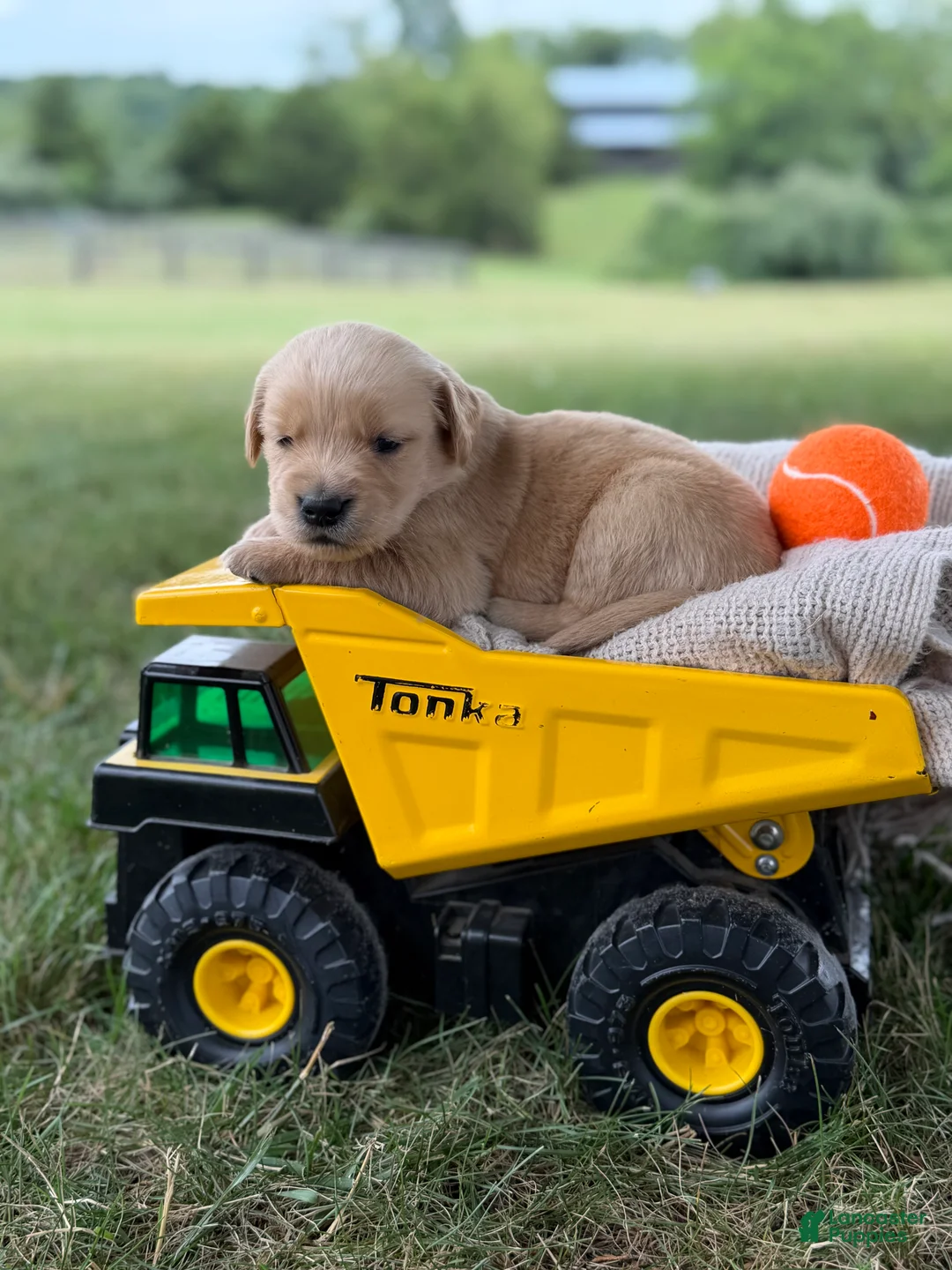 Golden Retriever dogs for sale: Dallas - Ad 1